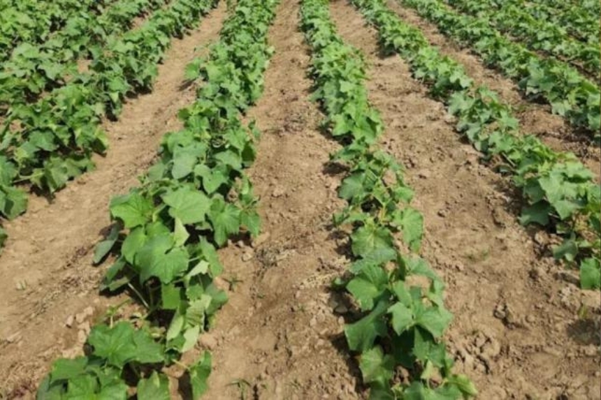 Harnessing Nature’s Power: Pseudomonas fluorescens in Agriculture